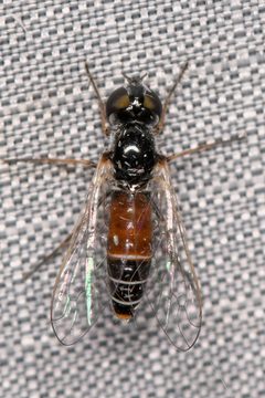 Amphicosmus elegans by (c) Trevor Van Loon, some rights reserved (CC BY), uploaded by Trevor Van Loon. Used under a CC-BY license.