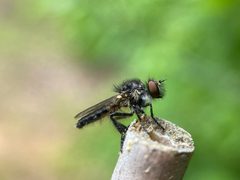 Holopogon phaeonotus by (c) Bea Leiderman, some rights reserved (CC BY), uploaded by Bea Leiderman. Used under a CC-BY license.