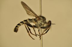 Cyrtopogon anomalus by (c) Tristan A. McKnight, some rights reserved (CC BY), uploaded by Tristan A. McKnight. Used under a CC-BY license.