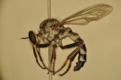 Cyrtopogon anomalus by (c) Tristan A. McKnight, some rights reserved (CC BY), uploaded by Tristan A. McKnight. Used under a CC-BY license.