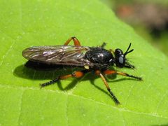 Laphria sadales by (c) Gilles Gonthier, some rights reserved (CC BY). Used under a CC-BY license.