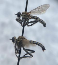 Lasiopogon delicatulus by (c) Tristan A. McKnight, some rights reserved (CC BY), uploaded by Tristan A. McKnight. Used under a CC-BY license.