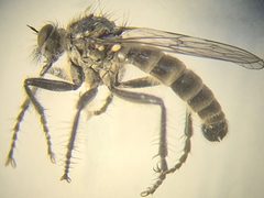 Lasiopogon yukonensis by (c) Syd Cannings, some rights reserved (CC BY), uploaded by Syd Cannings. Used under a CC-BY license.