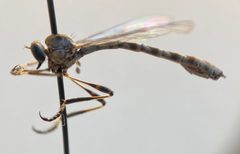 Leptogaster arborcola by (c) Tristan A. McKnight, some rights reserved (CC BY), uploaded by Tristan A. McKnight. Used under a CC-BY license.