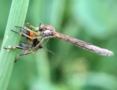 Leptogaster by (c) Paul Cook, some rights reserved (CC BY), uploaded by Paul Cook. Used under a CC-BY license.