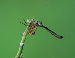 Leptogaster by (c) mayfly1963, some rights reserved (CC BY), uploaded by mayfly1963. Used under a CC-BY license.