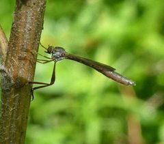 Leptogaster by (c) christine123, some rights reserved (CC BY), uploaded by christine123. Used under a CC-BY license.