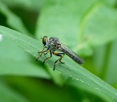 Ommatius tibialis by (c) John B., some rights reserved (CC BY). Used under a CC-BY license.