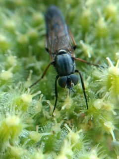 Ozodiceromyia signatipennis by (c) Michele Jones, some rights reserved (CC BY), uploaded by Michele Jones. Used under a CC-BY license.