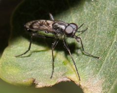 Xestomyzinae by (c) Alan Manson, some rights reserved (CC BY), uploaded by Alan Manson. Used under a CC-BY license.