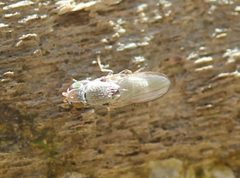 Tethininae by (c) Even Dankowicz, some rights reserved (CC BY), uploaded by Even Dankowicz. Used under a CC-BY license.