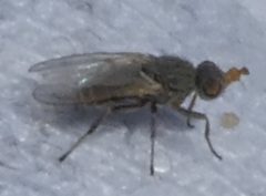 Tethininae by (c) Eric Johnson, some rights reserved (CC BY), uploaded by Eric Johnson. Used under a CC-BY license.