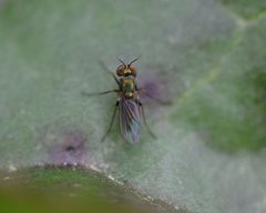 Achradocera barbata by (c) Amber M. King, some rights reserved (CC BY), uploaded by Amber M. King. Used under a CC-BY license.