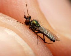 Argyra nigripes by (c) Zachary Dankowicz, some rights reserved (CC BY), uploaded by Zachary Dankowicz. Used under a CC-BY license.