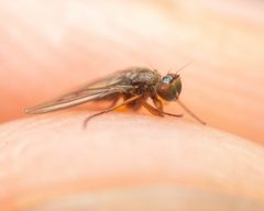 Campsicnemus degener by (c) Zachary Dankowicz, some rights reserved (CC BY), uploaded by Zachary Dankowicz. Used under a CC-BY license.
