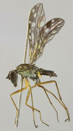 Dolichocephala by (c) janet graham, some rights reserved (CC BY). Used under a CC-BY license.