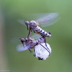 Empis by (c) Ken-ichi Ueda, some rights reserved (CC BY), uploaded by Ken-ichi Ueda. Used under a CC-BY license.
