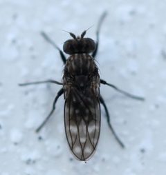 Scatophila by (c) Even Dankowicz, some rights reserved (CC BY), uploaded by Even Dankowicz. Used under a CC-BY license.