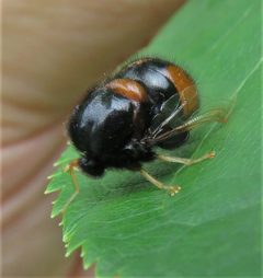 Acroceridae by (c) Barry Cottam, some rights reserved (CC BY), uploaded by Barry Cottam. Used under a CC-BY license.