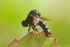 Acroceridae by (c) Steve Kerr, some rights reserved (CC BY), uploaded by Steve Kerr. Used under a CC-BY license.