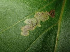 Liriomyza ivorcutleri by (c) Cecil Smith, some rights reserved (CC BY), uploaded by Cecil Smith. Used under a CC-BY license.