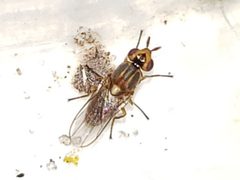 Parectecephala maculiceps by (c) Arturo Santos, some rights reserved (CC BY), uploaded by Arturo Santos. Used under a CC-BY license.