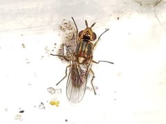 Parectecephala maculiceps by (c) Arturo Santos, some rights reserved (CC BY), uploaded by Arturo Santos. Used under a CC-BY license.
