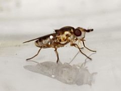 Parectecephala maculiceps by (c) Arturo Santos, some rights reserved (CC BY), uploaded by Arturo Santos. Used under a CC-BY license.