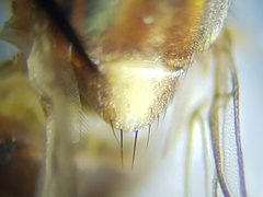 Parectecephala maculiceps by (c) Arturo Santos, some rights reserved (CC BY), uploaded by Arturo Santos. Used under a CC-BY license.