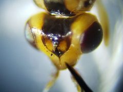 Parectecephala maculiceps by (c) Arturo Santos, some rights reserved (CC BY), uploaded by Arturo Santos. Used under a CC-BY license.