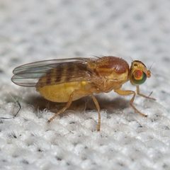 Chyromyidae by (c) Ken-ichi Ueda, some rights reserved (CC BY), uploaded by Ken-ichi Ueda. Used under a CC-BY license.