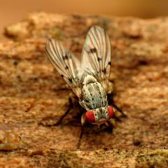 Odinia conspicua by (c) Katja Schulz, some rights reserved (CC BY). Used under a CC-BY license.