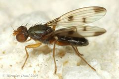 Opomyzidae by (c) Miroslav Deml, some rights reserved (CC BY). Used under a CC-BY license.