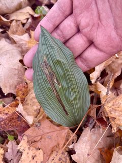 Leptopa vittata by (c) Brandon Corder, some rights reserved (CC BY), uploaded by Brandon Corder. Used under a CC-BY license.