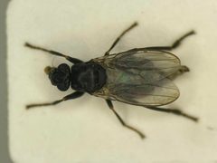 Mesosphaerocera annulicornis by no rights reserved, uploaded by Nick Bédard. Used under a CC0 license.