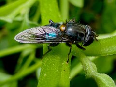 Helophilus by (c) Mike Bowie, some rights reserved (CC BY), uploaded by Mike Bowie. Used under a CC-BY license.