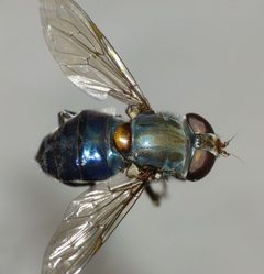 Helophilus by (c) Steve Kerr, some rights reserved (CC BY), uploaded by Steve Kerr. Used under a CC-BY license.