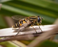 Helophilus by (c) gailhampshire, some rights reserved (CC BY). Used under a CC-BY license.