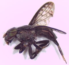 Notogramma by (c) aubrey_moore, some rights reserved (CC BY), uploaded by aubrey_moore. Used under a CC-BY license.