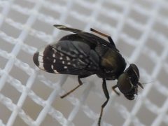 Amphicnephes pullus by (c) Sam Kieschnick, some rights reserved (CC BY), uploaded by Sam Kieschnick. Used under a CC-BY license.