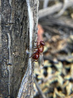 Omomyia regularis by (c) Jess Mullins, some rights reserved (CC BY), uploaded by Jess Mullins. Used under a CC-BY license.