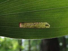 Synchysa tricincta by (c) Dan MacNeal, some rights reserved (CC BY), uploaded by Dan MacNeal. Used under a CC-BY license.