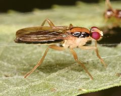 Cordilura scapularis by (c) skitterbug, some rights reserved (CC BY), uploaded by skitterbug. Used under a CC-BY license.