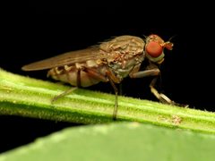 Sciomyzidae by (c) Katja Schulz, some rights reserved (CC BY). Used under a CC-BY license.