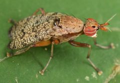 Sciomyzidae by (c) skitterbug, some rights reserved (CC BY), uploaded by skitterbug. Used under a CC-BY license.