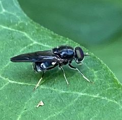 Adoxomyia by (c) David LaMagna, some rights reserved (CC BY), uploaded by David LaMagna. Used under a CC-BY license.