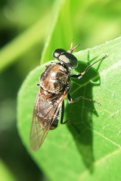 Adoxomyia by (c) Thilina Hettiarachchi, some rights reserved (CC BY), uploaded by Thilina Hettiarachchi. Used under a CC-BY license.