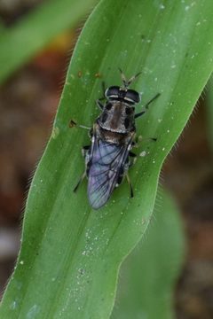 Adoxomyia by (c) Thilina Hettiarachchi, some rights reserved (CC BY), uploaded by Thilina Hettiarachchi. Used under a CC-BY license.