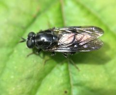 Adoxomyia subulata by (c) James Kindt, some rights reserved (CC BY), uploaded by James Kindt. Used under a CC-BY license.