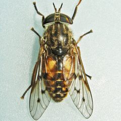 Hybomitra lasiophthalma by (c) Bill Keim, some rights reserved (CC BY). Used under a CC-BY license.